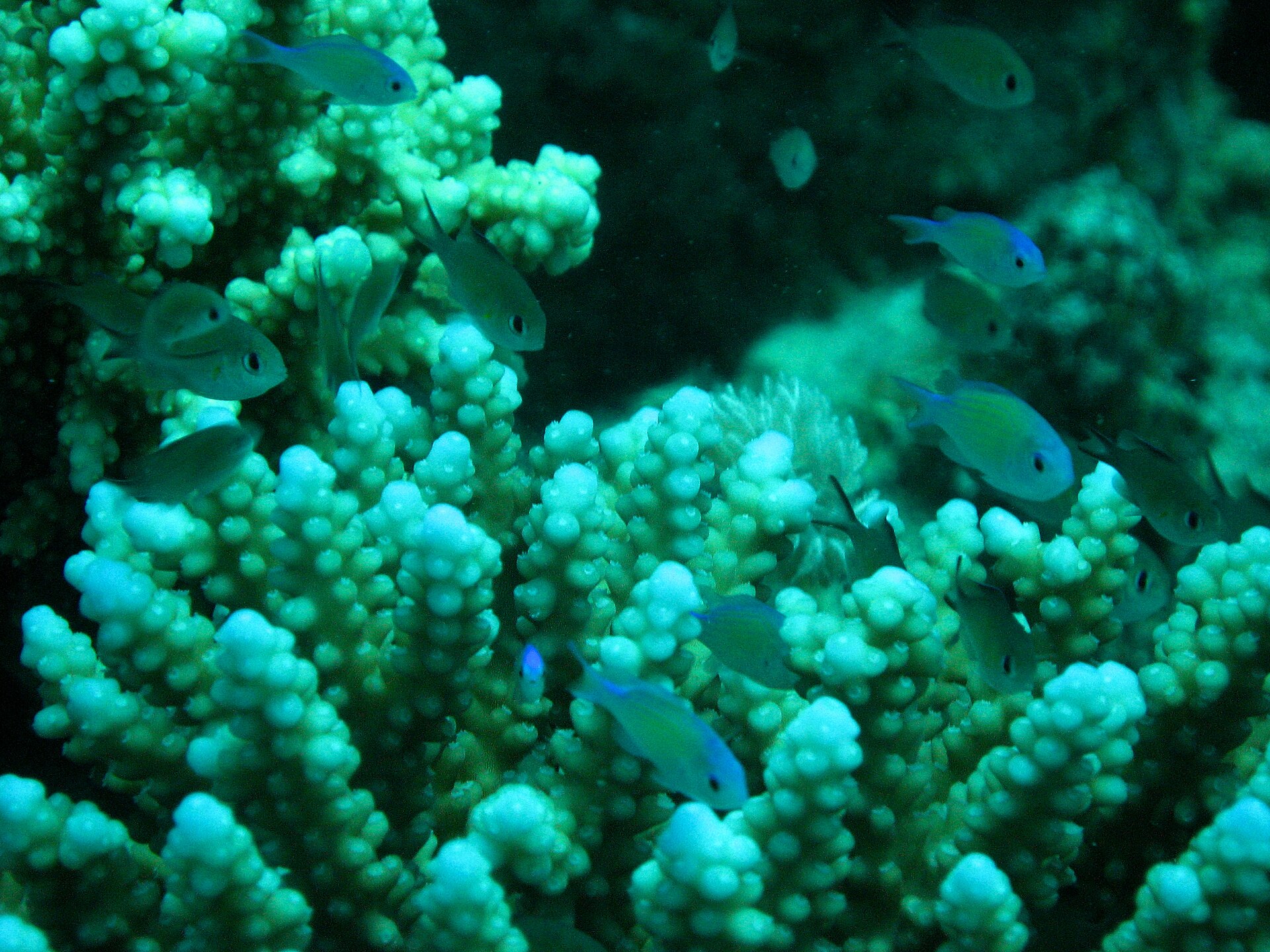 Marsa Alam diving week