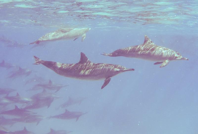 Spinner dolphins swimming at Samadai reef near Marsa Alam