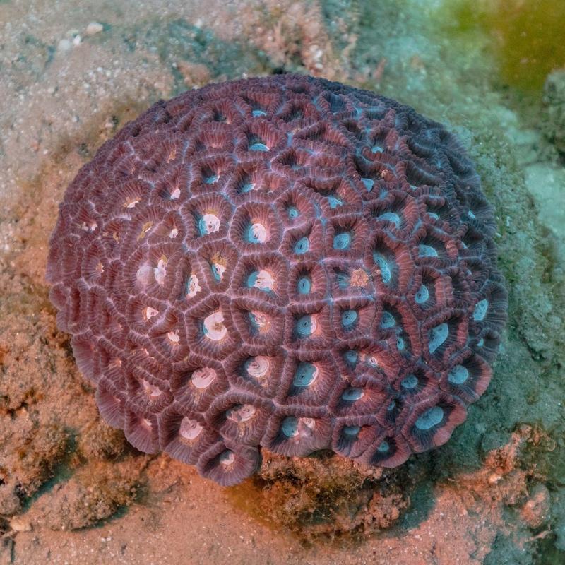 A dome-shaped coral on a Red Sea reef